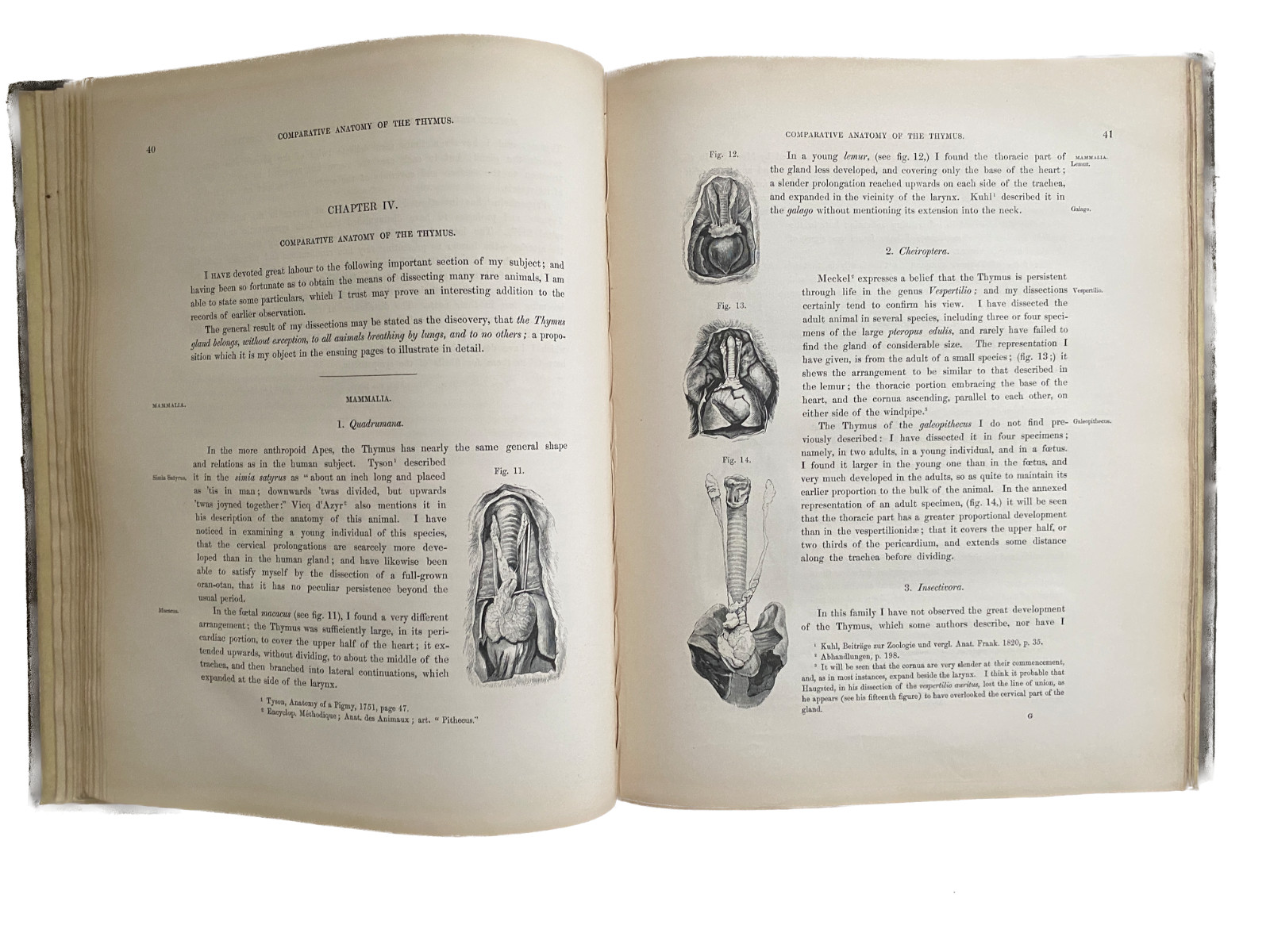 EXPERIMENTAL PATHOLOGY 1845 GLANDULAR STRUCTURE Lymphatic Endocrine Immunology