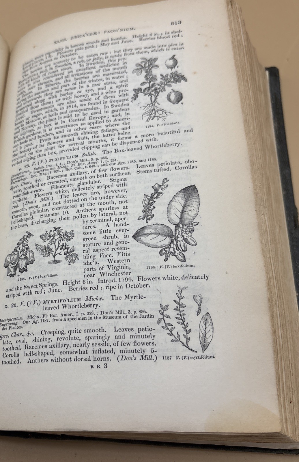 Londons Encyclopaedia Of The Trees and Shrubs Of Great Britain – 1842