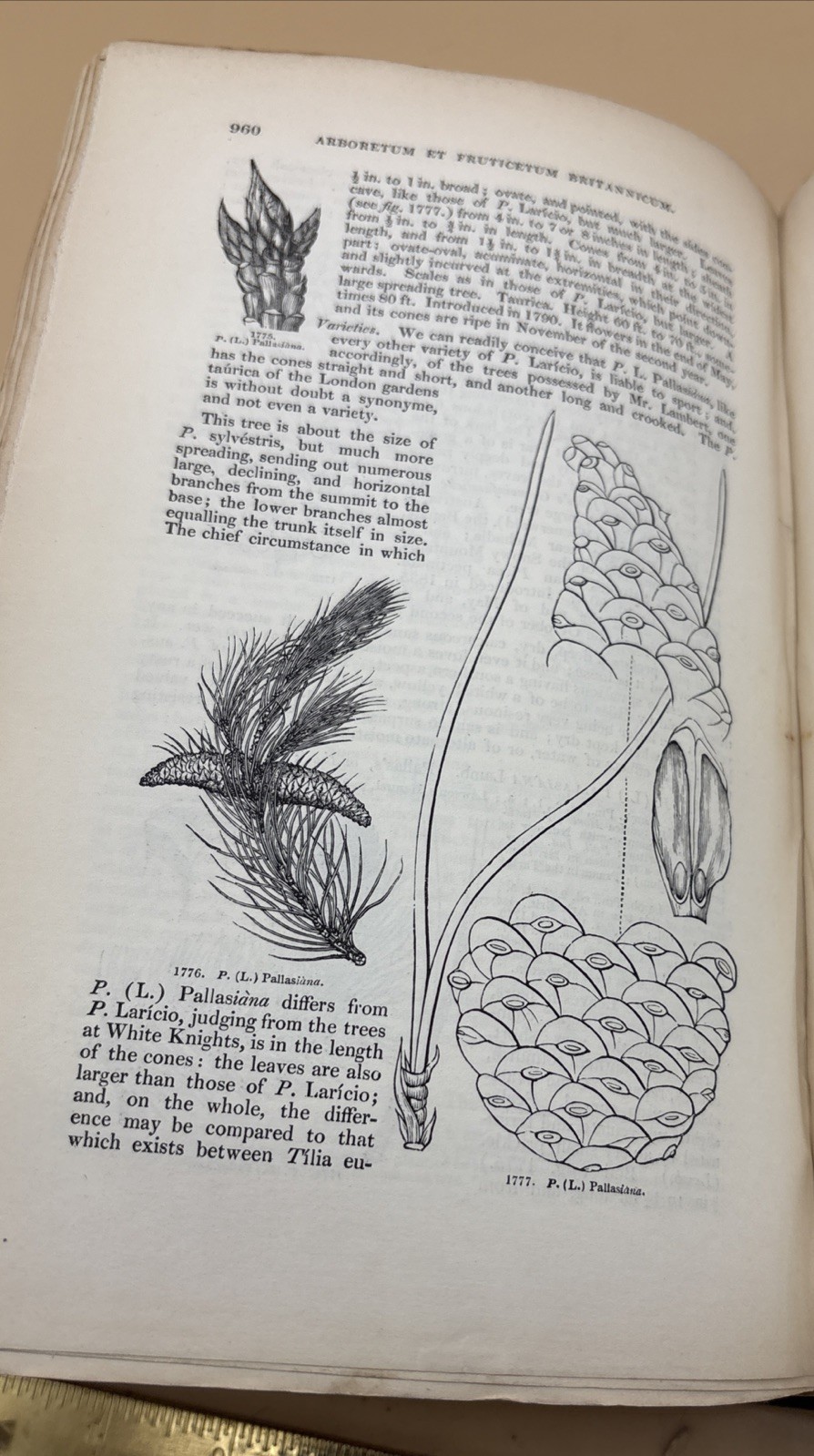 Londons Encyclopaedia Of The Trees and Shrubs Of Great Britain – 1842