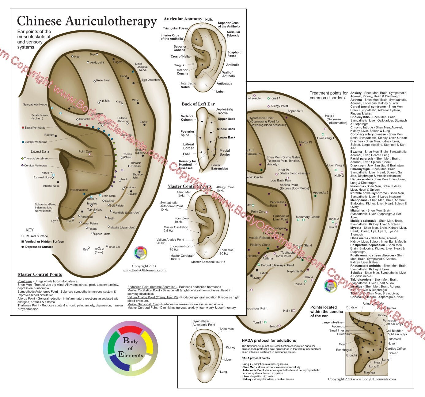 Chinese System Auricular Ear Acupuncture Chart 8.5&Prime; X 11&Prime; Auriculotherapy