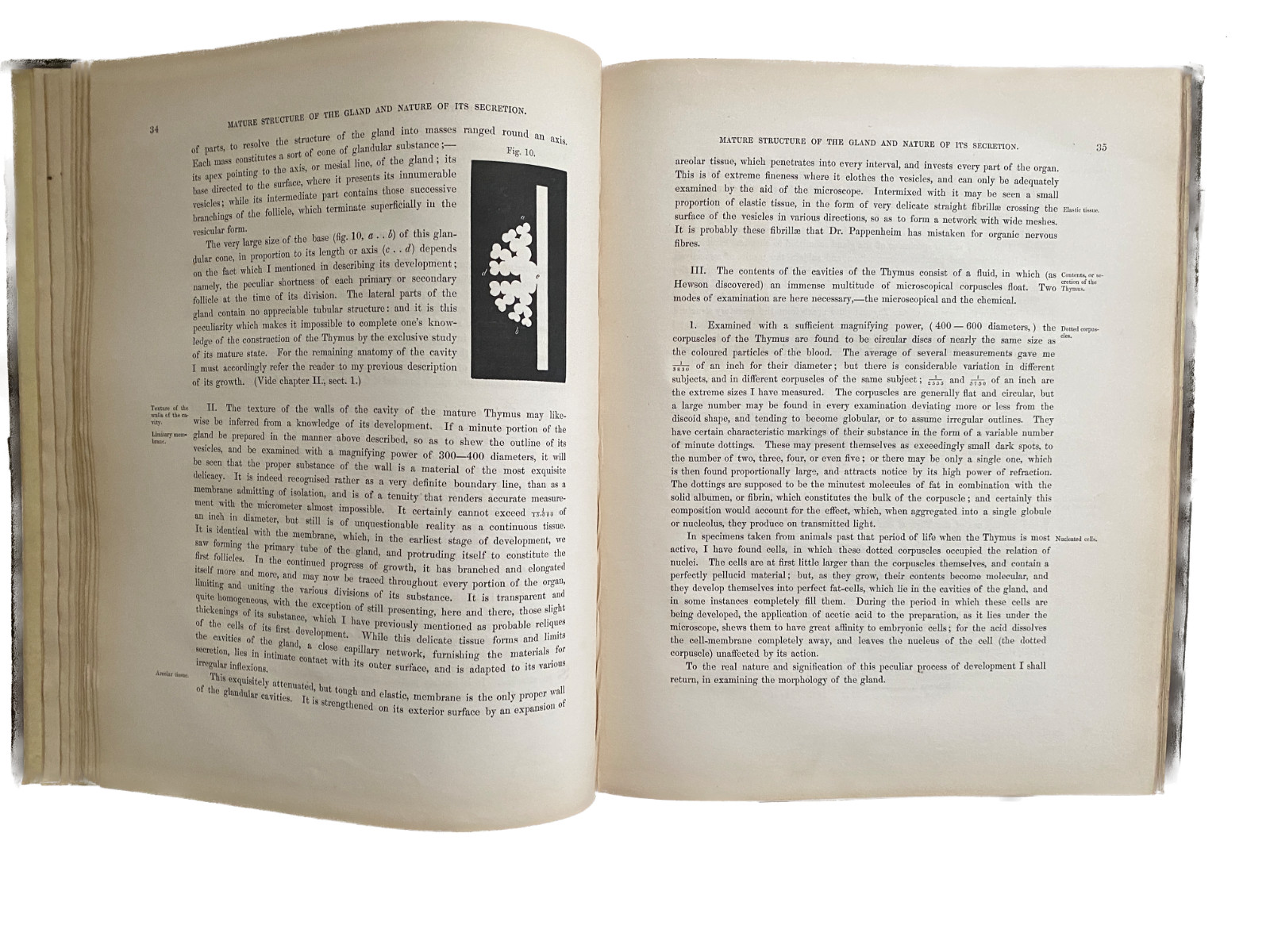 EXPERIMENTAL PATHOLOGY 1845 GLANDULAR STRUCTURE Lymphatic Endocrine Immunology