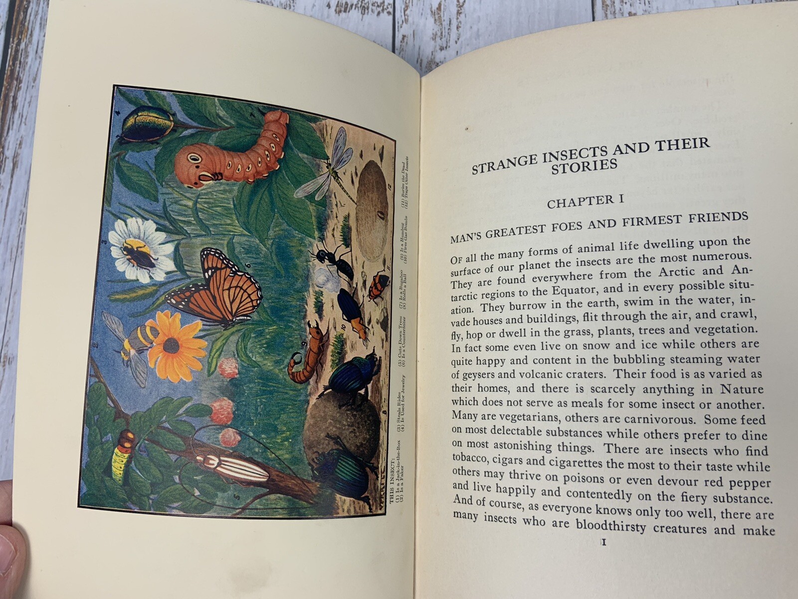 Strange Insects and Their Stories by A. Hyatt Verrill 1937 U.S.A. 205 Pages